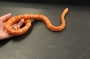 From feathers to scales, campus is crawling with critters