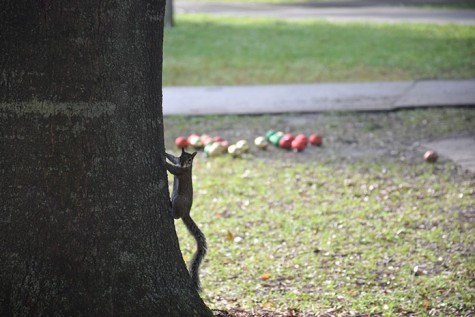 Squirrel at Trinity