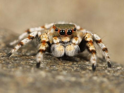 Facing down our fears and phobias with facts