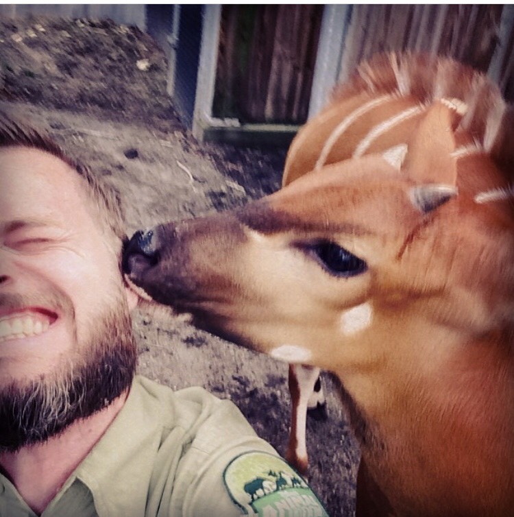 While working at Disney’s Animal Kingdom, McDermed had the chance to work with many animals, such as this 1.5 year old female Bongo.