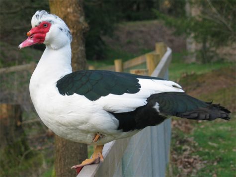 Nature watch at Trinity Prep: Students observe as the Muscovy ducks lay their eggs around campus