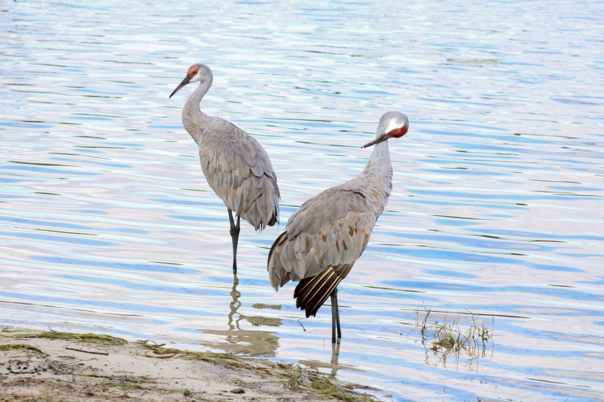 The sandhill crane family hunts for food
near water sources at school.